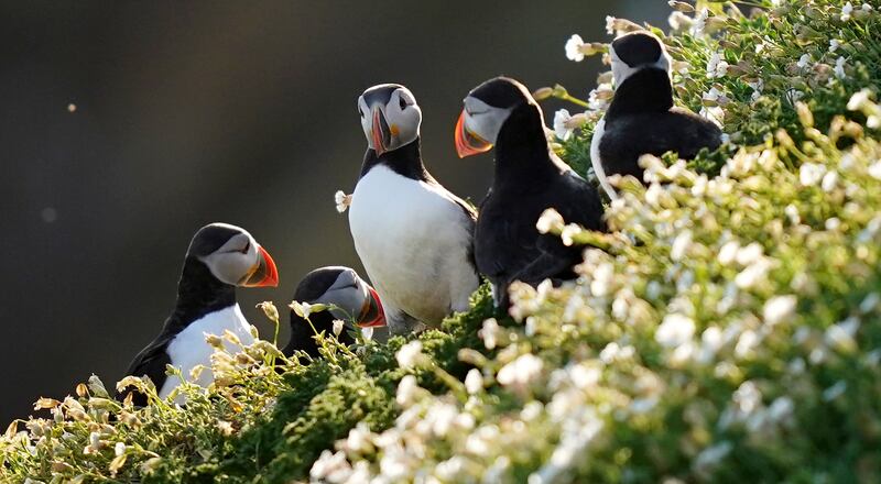 Puffins on Saltee Island off Co Wexford. Photograph: Niall Carson/PA Wire