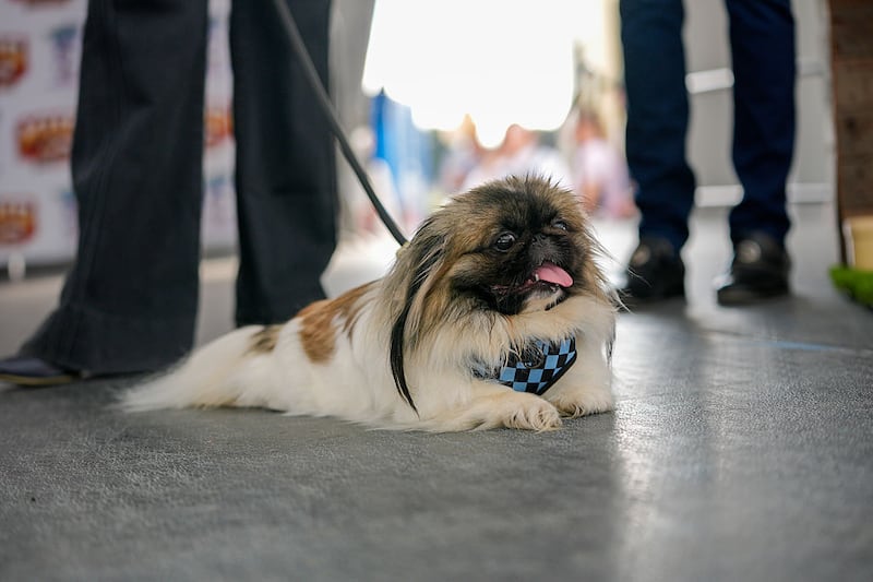 World's Ugliest Dog Contest: Zebuoodle taking a break. Photograph: Anadolu via Getty Images