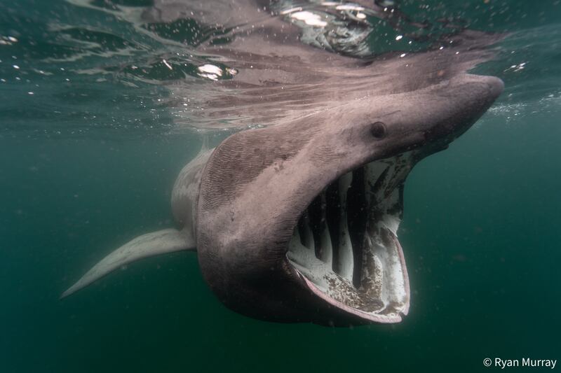 Underwater category