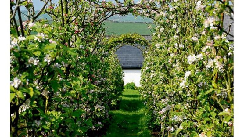 A formal allee of trained apple trees in full bloom in the west Cork garden of gardener Joy Larkcom.