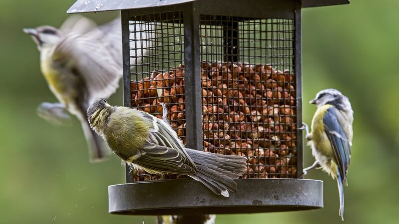 ‘I use bird feeders in the book as a symbol of everyday unrequited kindness.’ Photograph: Arterra/UIG via Getty Images
