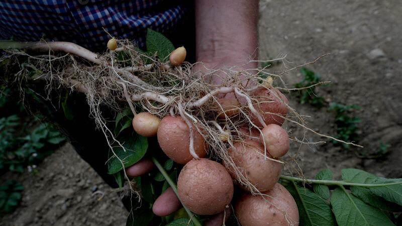 David Rodgers with his potato plant farm at Ballyboughal, Co Dublin. Photograph: Cyril Byrne/The Irish Times