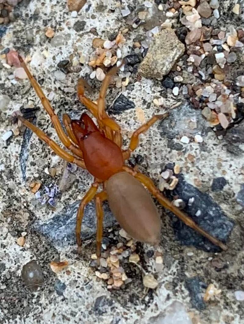 Woodlouse spider