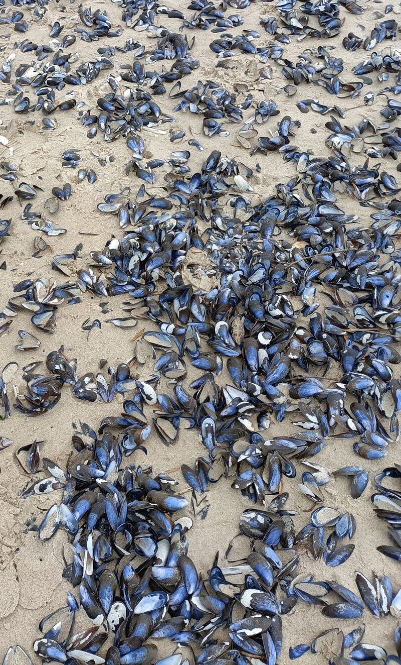 Mussels attach themselves to rocks using strong hair-like byssus threads. Photograph: Terry Lonergan