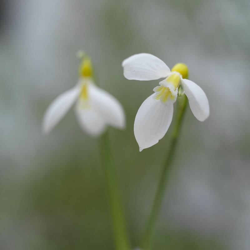 Snowdrop
