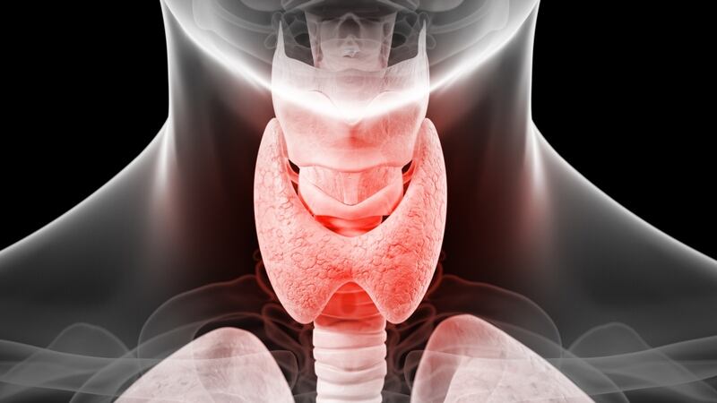 Insufficient production of thyroid hormones causes a slowing down of the breakdown of chemicals in the body.