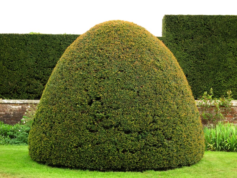 Beautiful clipped yew dome with clipped hedge behind