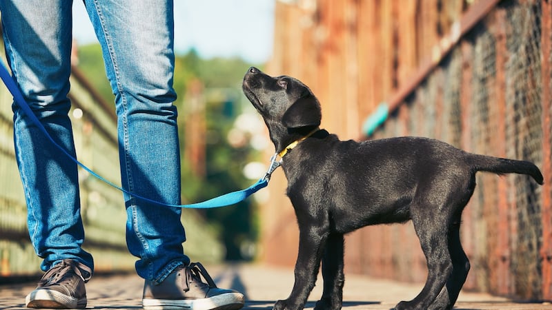 Walking the dog: one of the easiest ways to fitness is walking