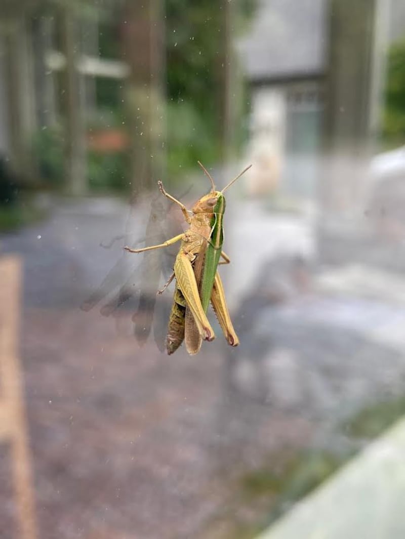 Grasshopper. Photograph: M Corr