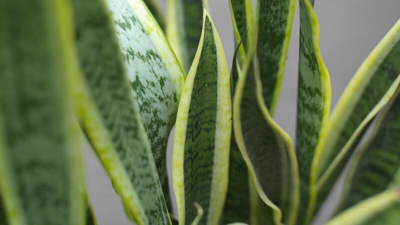 The spiky, architectural leaves of sansevieriea, or Mother-in-Laws Tongues, a houseplant known for its toughness. Photograph: Richard Johnston