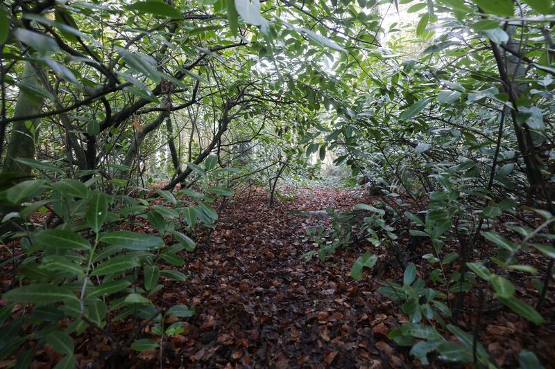 Forest path