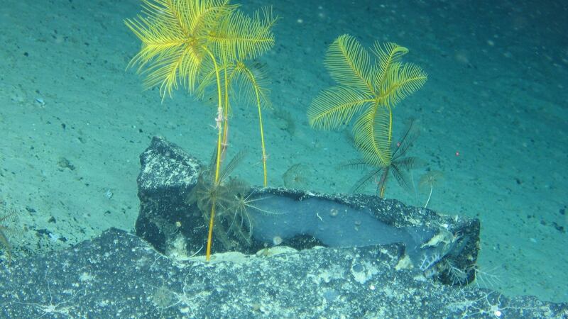 Bright yellow Nefertiti Crinoids, a type of featherstar, were also found. Photograph: Marine Institute