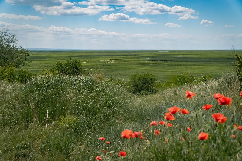 The area once occupied by the Kakhovka reservoir is now overgrown with thick vegetation. Photograph: Yurii Tynnyi/Suspilne Ukraine/Getty