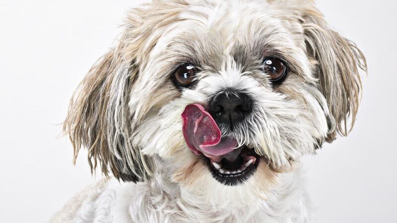 Digital portraits are a great gift for a pet lover