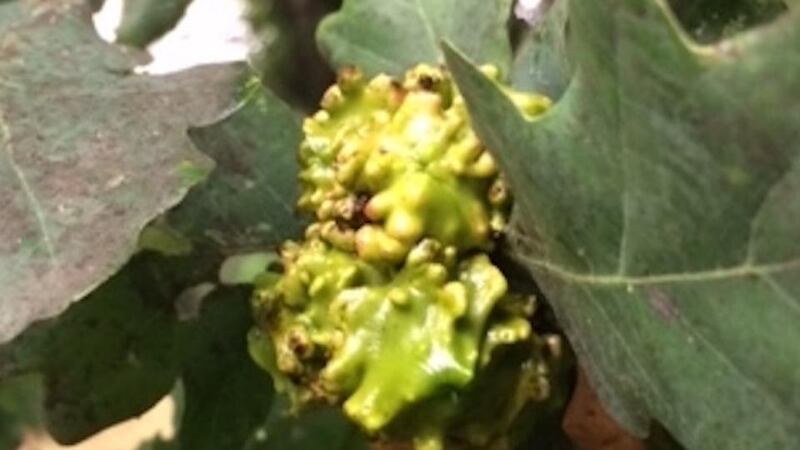 Knopper galls