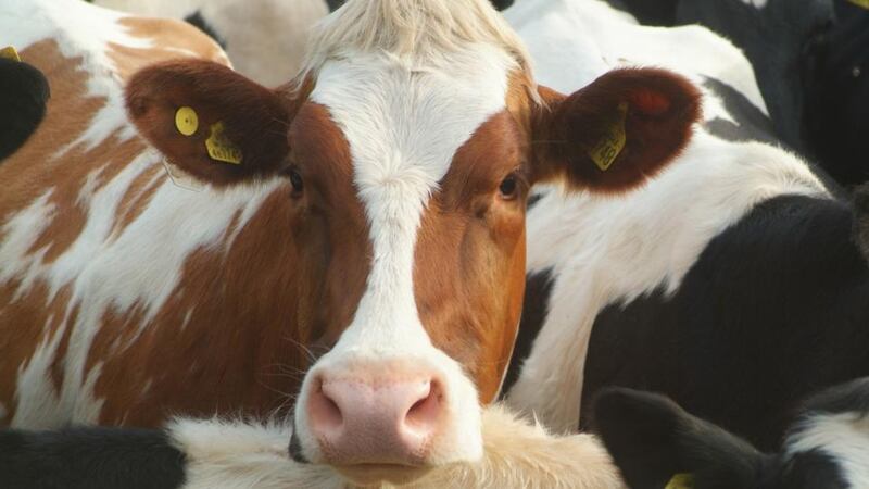 About 1,350 cows, donated by Bóthar and fellow charities, will supply the Rwandan creamery and Bóthar plans to build up capacity to 10,000 litres a day.