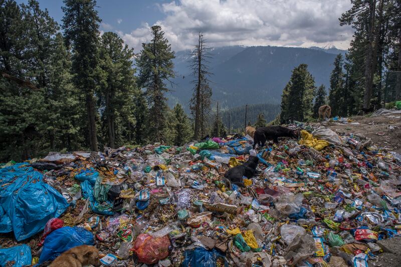 Stray dogs search for food amid tons of garbage dumped on the flower meadow in Gulmarg, India. Photo: Yawar Nazir/Getty Images