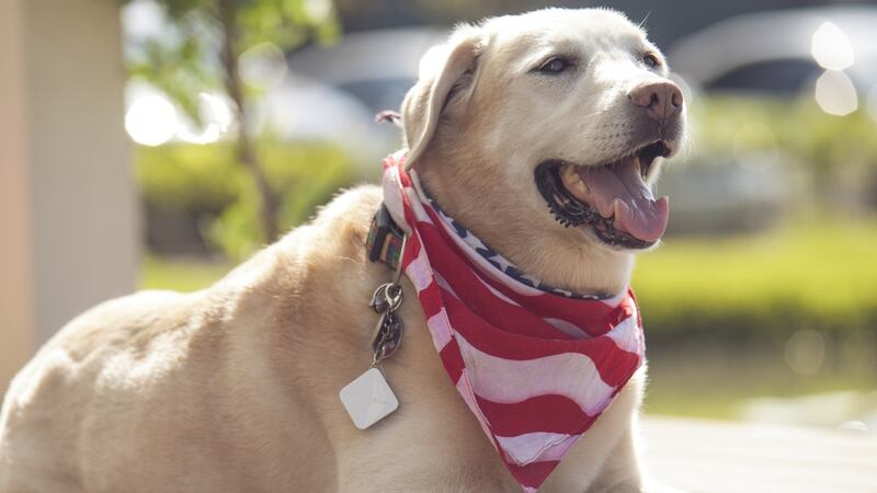 Track your dog
