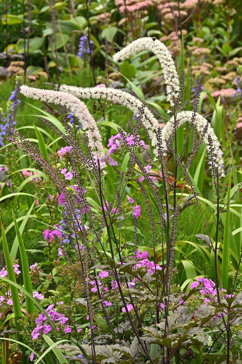Bugbane (Actaea simplex) in late summer