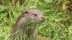 Nearly 200 signs of otter activity recorded across Dublin’s rivers