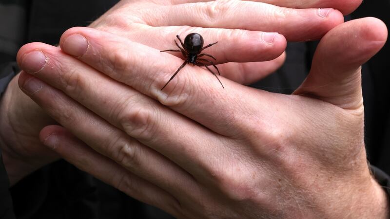 The false widow spider was first discovered in Ireland in 1999. Photograph:  Dara Mac Dónaill