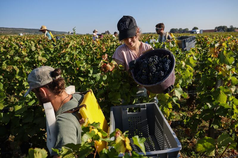 Harvesters collect grapes during the harvest in the cellar of Château de La Tour, within the Clos Vougeot vineyard in Vougeot, Burgundy. Photograph: Arnaud Finistre/AFP via Getty Images