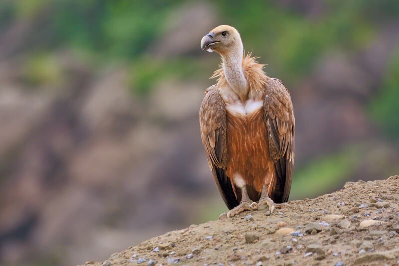 Griffon vulture: Young birds from Spanish rescue centres were brought in to boost numbers in Sardinia. Photograph: iStock