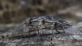 Poem of the week: The Natural Order