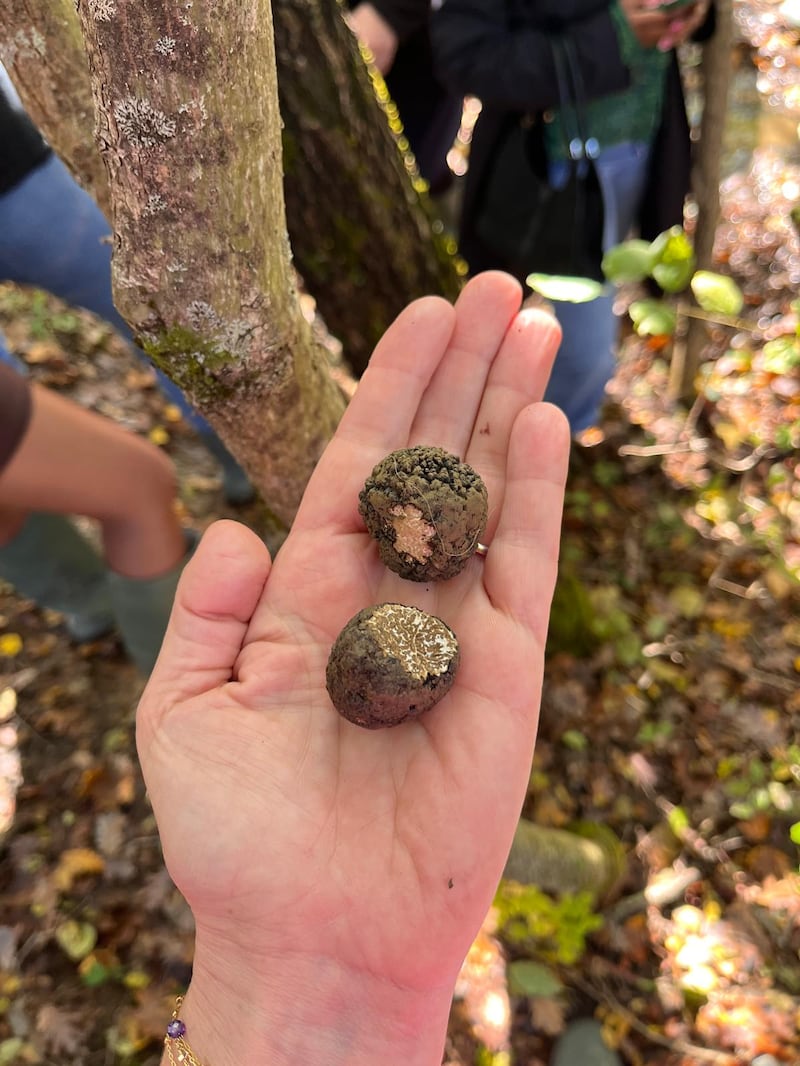 Truffles uncovered during the hunt
