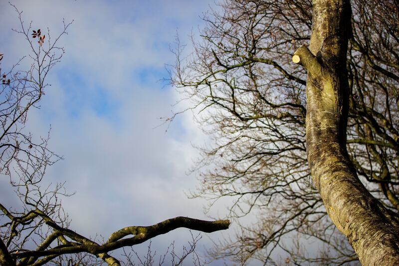 A trimmed tree at the Dark Hedges as  orkmen begin the operation to remove a number of trees. Photograph: Liam McBurney/PA
