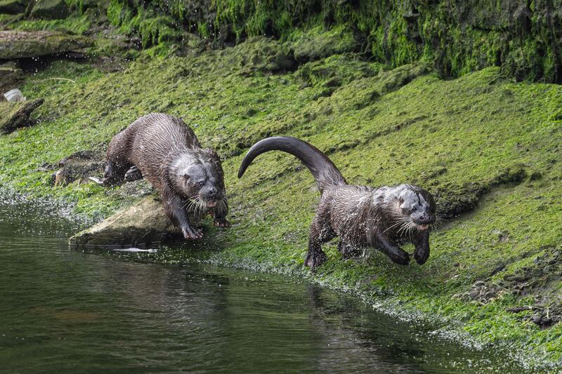 Top Water Dog by Chris Martin which came in second place this year. The judges said 'a fabulous image of chasing otters on the bank of the River Lee in Cork City - again, a wonderful image of these powerful creatures, crisp detail showing the power and beauty of these elusive river / estuary dwellers as they protect their patch'.