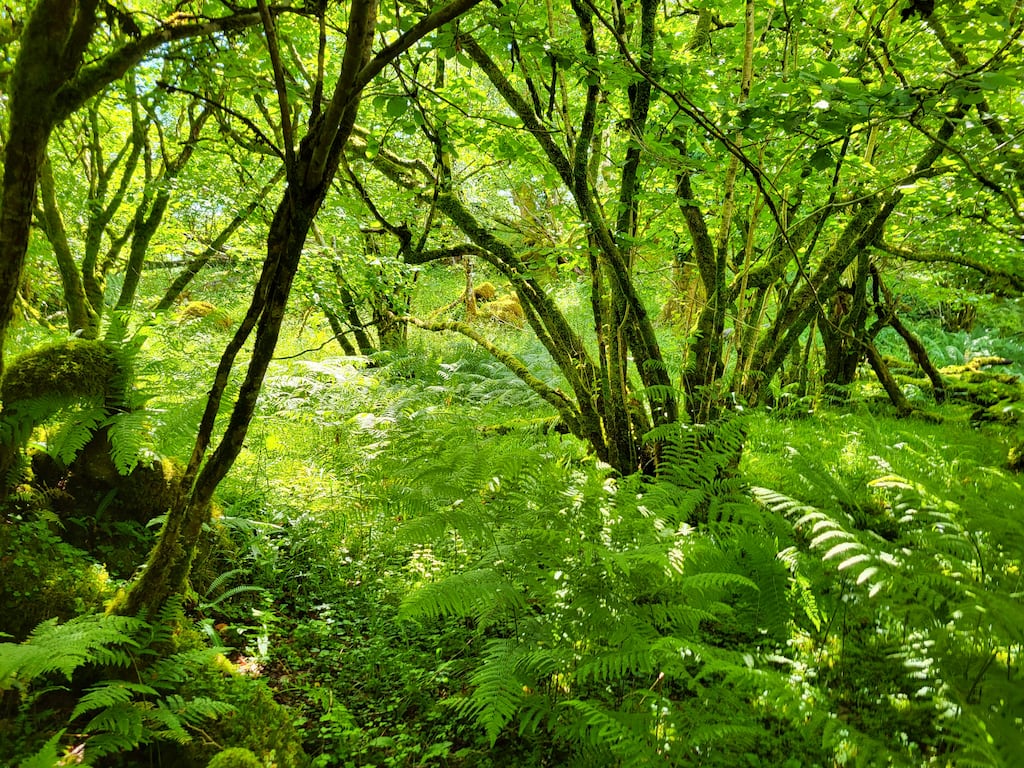Rewilding means 'giving nature the space and time to dictate its own ecological trajectory'. Photograph: Padraic Fogarty