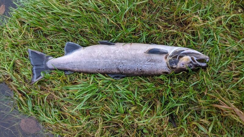A dead salmon confirms the environmental toll from Meenbog bogslide: Photograph: Gary Irvine