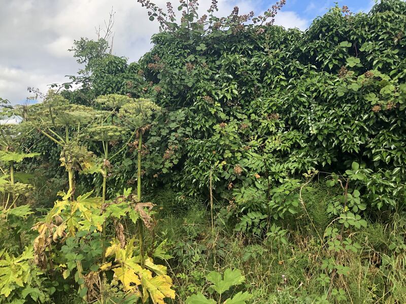Giant hogweed in Roscommon. Photograph: Brendan Fox 