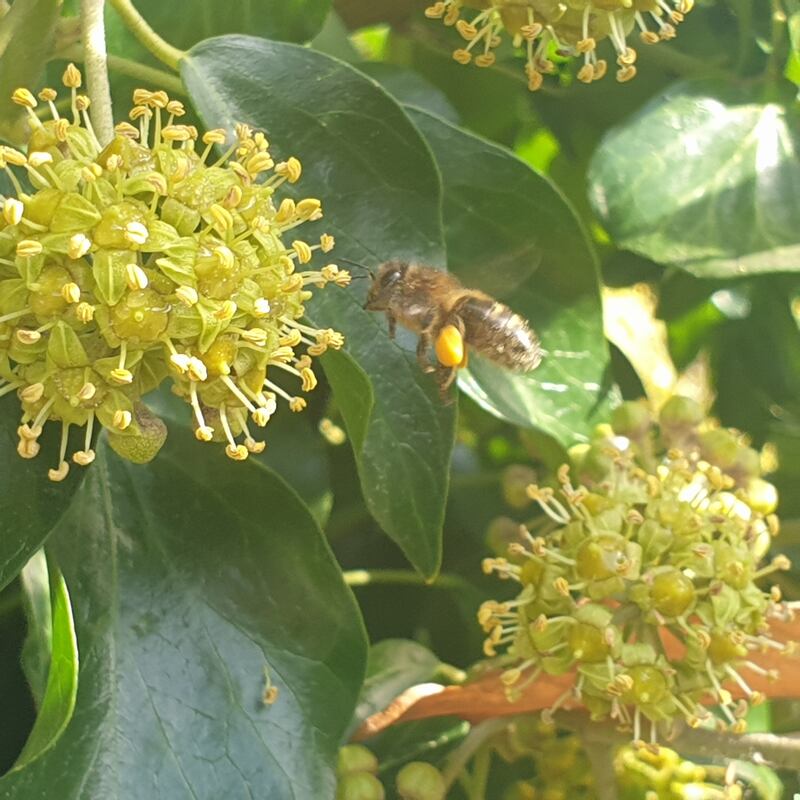 Honeybee stocking up with pollen on ivy