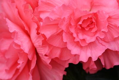 Begonias 