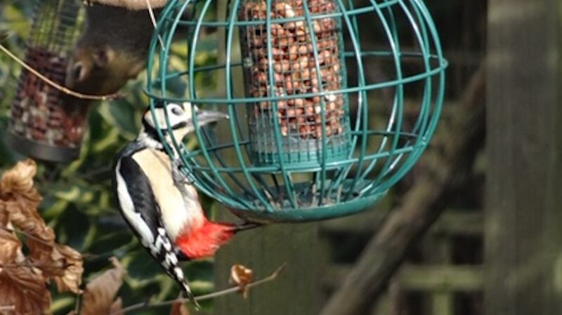 Great spotted woodpecker at a feeder in Co Wicklow