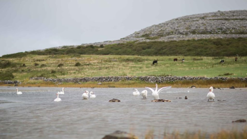Swans on Lough Muree beside the Flaggy Shore in North Clare. Photograph:  Eamon Ward
