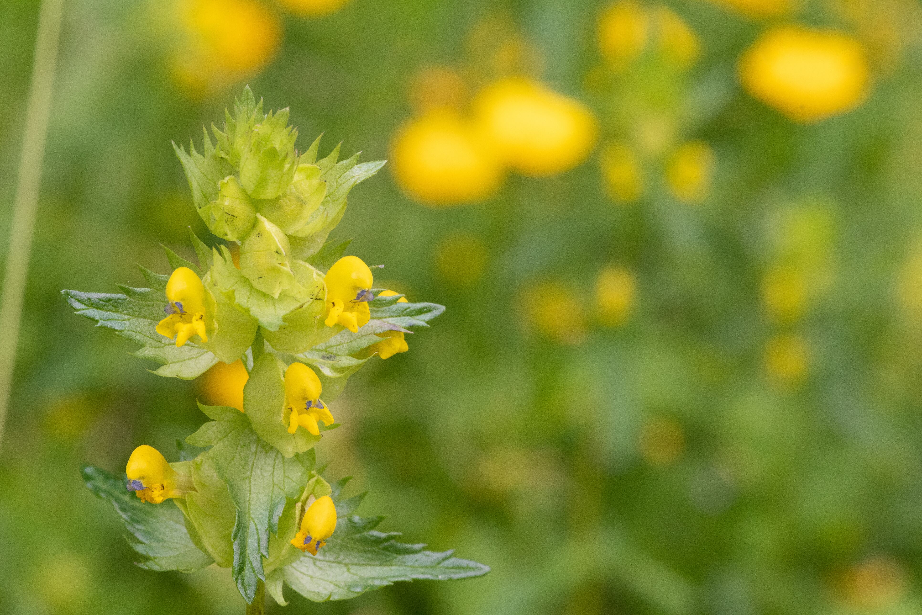 How yellow rattle can inject new life into Ireland’s green spaces