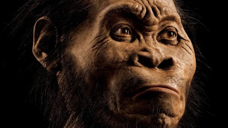 A reconstruction of Homo naledi’s head by paleoartist John Gurche, who spent some 700 hours recreating  it from bone scans.