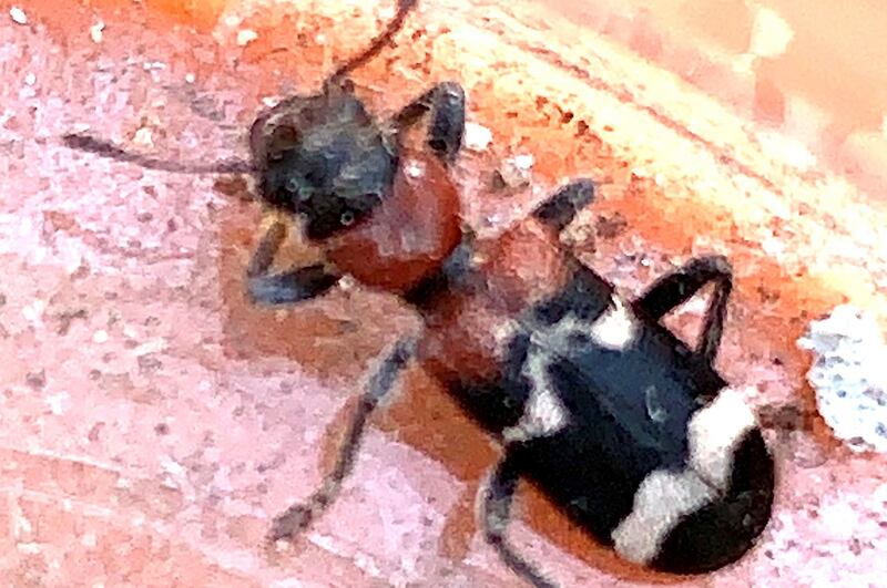 Ant beetle
