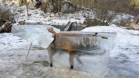 Fox found frozen in ice block after falling into river
