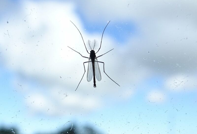 A 12mm male non-biting midge. Photograph: Bobby Carty