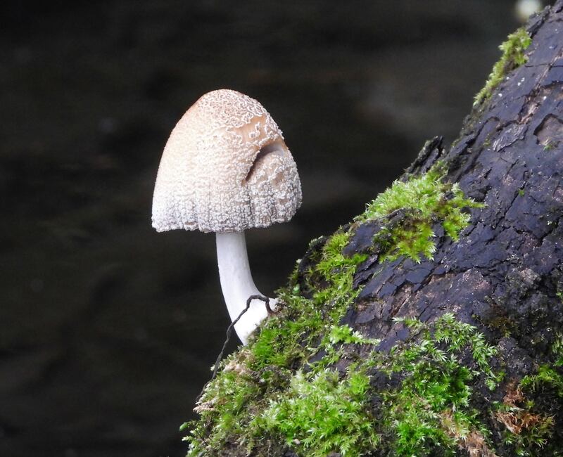 Yvonne Buckley, Professor of Zoology at TCD explained how the relationships between fungi and plants aren’t always equal. Photograph: Neill McNeill