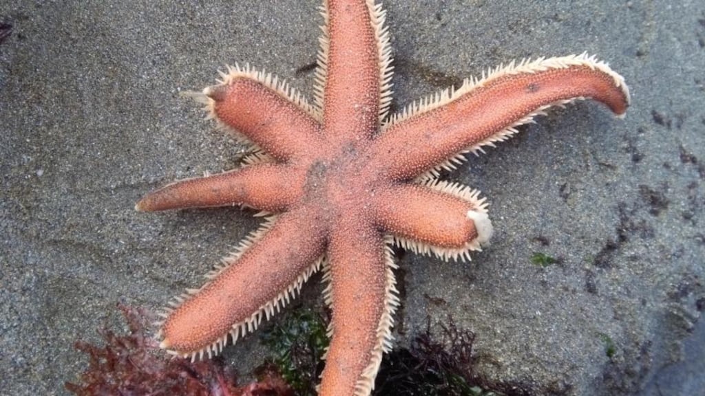 Eyes on nature: the seven-armed starfish that Denis Quinn saw