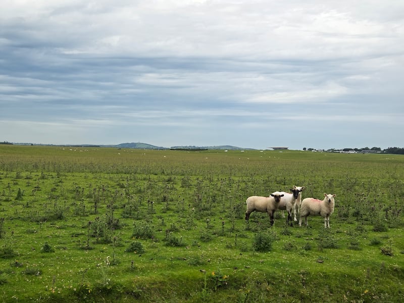 Sheep grazing on the Curragh Plains, one of the oldest of Ireland's rare semi-natural grassland habitats. Photograph: Pádraic Fogarty