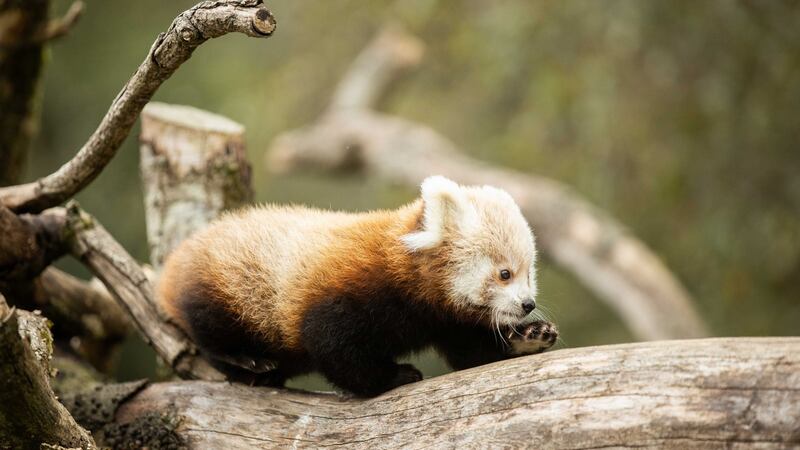 Photograph: Fota Wildlife Park