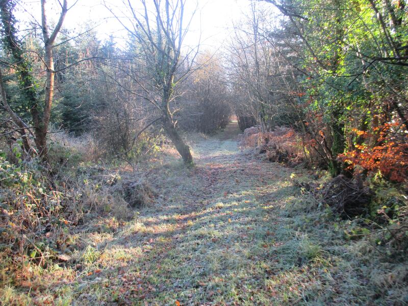 A frosty morning on Collins Loop, Abbeyleix.