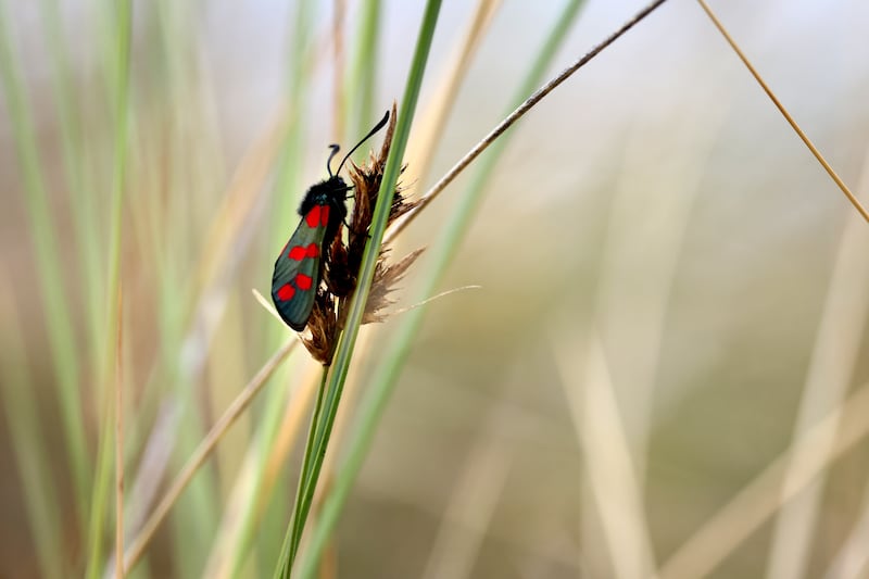 Conservationists warn that, as works to stop costal erosion are erected along the coastline, their long-term impact on the ecology and landscape may be difficult to predict. Photograph: Dara Mac Dónaill / The Irish Times