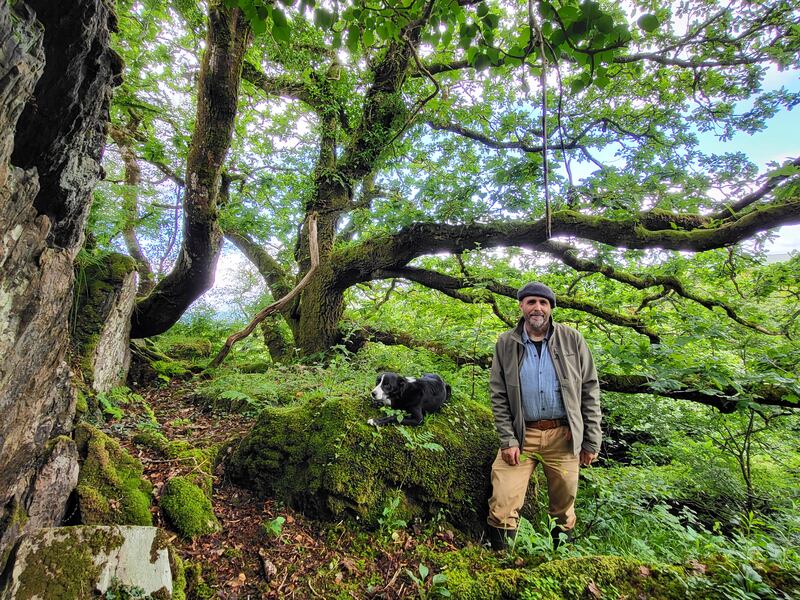 Eoghan Daltun with his favourite tree, a sessile oak, on his 73-acre farm on the Beara Peninsula in West Cork